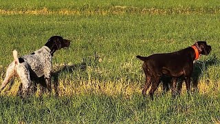 Awesome Bird Dogs In Action birddog gundog huntingdog dogtraining birddogs phxgundogs [upl. by Gwenora]