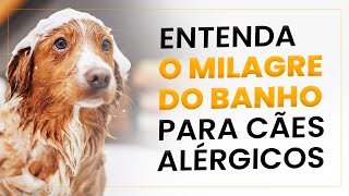 Entenda o milagre do banho para cães alérgicos [upl. by Umeko1]