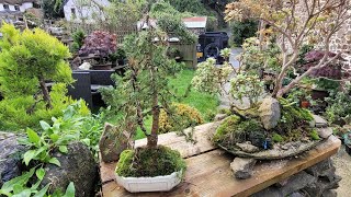 picea Bonsai last years seasonal tree that survived [upl. by Richel612]