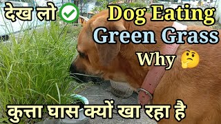 Dog eating grass  dog ghas kyu kha rha hai  why my dog eating grass  dog grass eating problem [upl. by Chrisy]