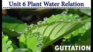 GUTTATION IN PLANTS  PLANT WATER RELATION [upl. by Ynnos70]