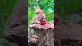 Cute rabbit eating strawberries rabbit cute animals bunny rabit funny pets rabits cutepet [upl. by Ordisi]