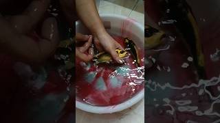 Fish Lice aquarium fishlover viralshorts trending youtubeshorts parasite koi fish shortfeed [upl. by Akeit]