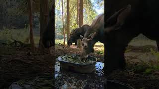 Moose play in water tub at Northwest Trek [upl. by Aseneg]