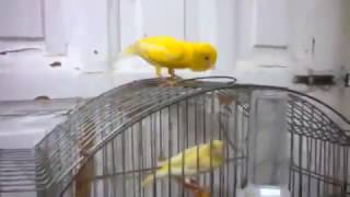 Canari Chaud Coupleur Magnifique Chant [upl. by Stefa]