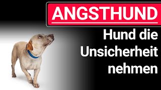 🐶 ANGSTHUND ➡️ beim Leine Laufen ➡️ So kannst du deinem Hund die Unsicherheit nehmen 🐶✔️ [upl. by Fielding]