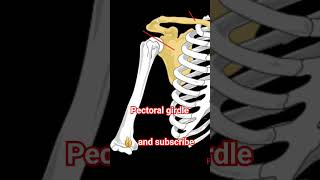 Pectoral girdle anatomy human physiology [upl. by Kenway]