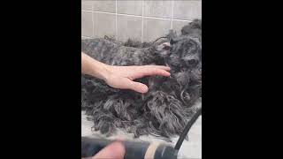 Grooming a heavily matted ShihTzuPoodle clip from full video [upl. by Livy]