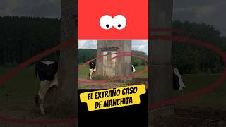 El extraño caso de Manchita 🐄🐮 [upl. by Eillor]