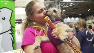 Crufts 2018 border terrier agility and YKC freestyle [upl. by Ojeitak185]