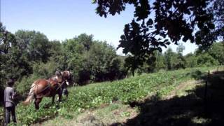 buttage pomme de terre avec guimauve [upl. by Manolo]