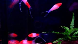 Koi Albino Lyretail Swordtails Blue Planet Aquatics Singaporewmv [upl. by Enitram]