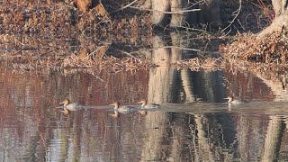 Common Mergansers Petrie Islands [upl. by Musser657]