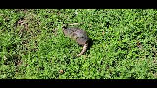 Armadillo at Maxine Barrett Park [upl. by Gerda2]