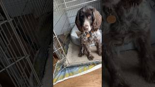 Sprocker Spaniel finds food too exciting [upl. by Ardnauqal505]