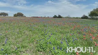 Bluebonnets in full bloom at Permavista Ranch in Brenham [upl. by Eusadnilem344]