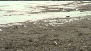 Ameland het strand op de westpunt vlak na storm en hoog water [upl. by Kenwood]