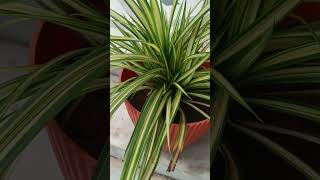 Pandanus Golden Variegated Plant [upl. by Berman897]