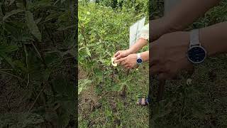 Malvaceae family plants neet science tissueculture biology plantgrowth plantdevelopment [upl. by Obala]