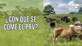 ¿CON QUE SE COME EL PRV [upl. by Giacopo818]