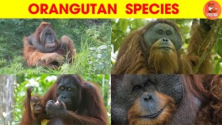 Amazing Types of 🦧Orangutans Species Name in English for kids🦧✨kidslearning animals orangutan [upl. by Saidee]