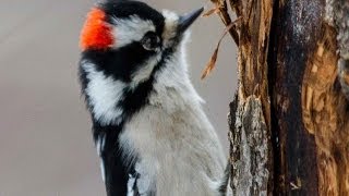 Downy Woodpecker  Bird Docs [upl. by Nybbor]