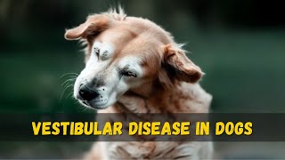 Vestibular Disease in Dogs  🐶🏥👩‍⚕️ [upl. by Hanselka]