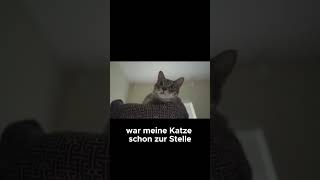 Katzen hören Frequenzen die wir nicht wahrnehmen können  Katzenfakten [upl. by Hobbie276]