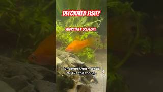 What are your thoughtsfishtank plantedtank deformedfish crossbreedfish fishaquarium lovefish [upl. by Alguire903]