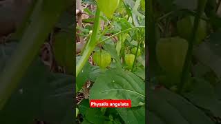 Physalis angulata fruits farming food plants trending everyone viraleveryone shortsyoutube [upl. by Walcott]