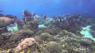 BumpHead ParrotFish Invasion SIPADAN [upl. by Ferreby]