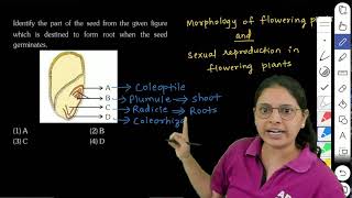 NEET 2024 Identify the part of the seed from the given figure which is destined to form root when t [upl. by Brink]