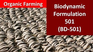 How to prepare and use Biodynamic formulation501 BD501 for Organic Farming [upl. by Johnny]