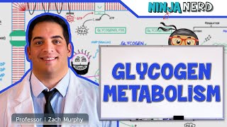 Metabolism  Regulation of Glycogen Metabolism [upl. by Bonney]