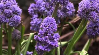 Muscari armeniacum  Traubenhyazinthe Grape Hyacinth [upl. by Princess92]