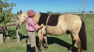 Como aprender a andar a caballo chicos o principiantes  wwwlosequinoscom [upl. by Flessel]