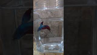 Fighter fish New members in my home fighter pleasesubscribe samsungs24ultra [upl. by Malloy]