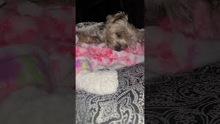 quotRylies Nighttime Blessing Sweet Dreams Everyonequot🥰 goodnight yorkies cute Rylie [upl. by Ungley57]