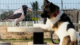 Funny akita video Funny Incident with a Crow and a Dog  Fighting for Food [upl. by Pellegrini358]