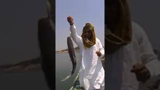 Singhara fish catch at Mangla damfishingvideo fishing village vlog kashmiri mangladamfishing [upl. by Eniaral340]