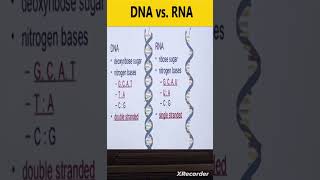 DNA vs RNA  Difference between DNA and RNA [upl. by Weston]