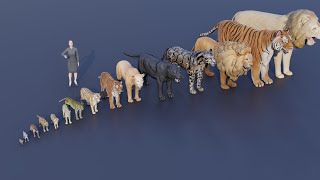 Big Cat size comparison  Tiger VS Lion animals [upl. by Macleod]