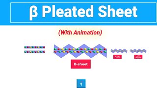 Beta Sheet Animation [upl. by Arrim]