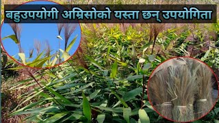 अम्रिसो खेती प्रविधि तथा उपयोगिता amriso kheti in nepal [upl. by Twum]