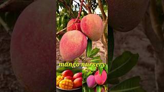 mango plant  mango nursery  mango variety  mango plant nursery [upl. by Aw162]