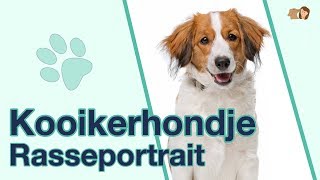 Kooikerhondje im Rasseportrait  Anfänger Hunderasse aus den Niederlanden [upl. by Eninnej]