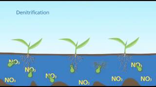 Denitrification Standing Water [upl. by Ticknor557]