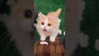 Meow meow cute video💕😻 cute kitten cat meow [upl. by Lanti395]