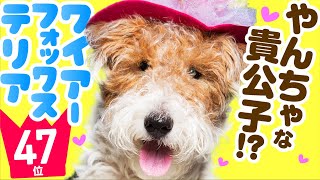 ❤️人気47位【ワイアー・フォックス・テリアってどんな犬？】子犬の価格や性格、寿命、飼いやすさは？ カワイイ動画でチェック！ [upl. by Lorac23]