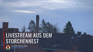 Die Storchenkamera in Winsen Aller  Livestream [upl. by Richarda]